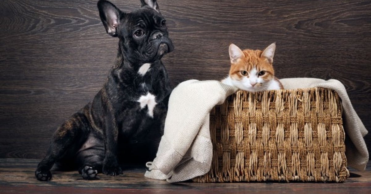 Comment creer un bracelet photo avec la photo de votre chien ou chat featured